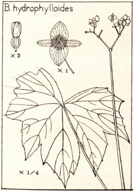 B. hydrophylloides